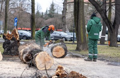 Służby miejskie usuwają skutki silnego wiatru